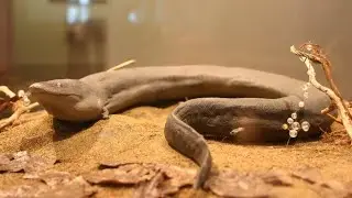 The Enigmatic Two-Toed Amphiuma: Secrets of the Aquatic Salamander