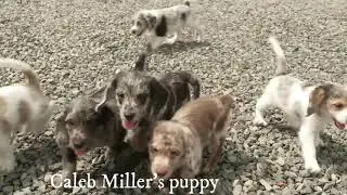 Caleb Miller's Poogle puppies