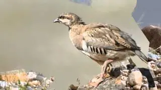Thelleza pik mbi vetull - old Traditional Music