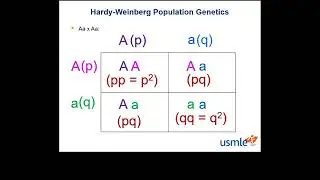 Hardy- weinberg population genetics USMLE Step 1