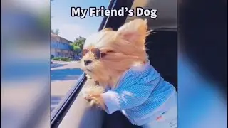 My name is jeff. funny animal core that you can&rsquo;t miss 😂🐶🐻&zwj;❄️ funny funny animals 