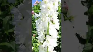Resembling soaring swallows, the Delphinium's blossoms create a vibrant, colorful sky