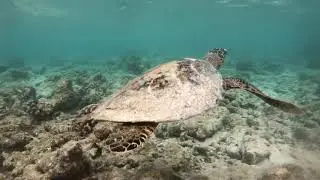 Indie Game About Saving Turtles Saves Turtles IRL