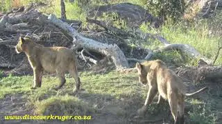 Vurhami Lion Cubs fooling around with full bellies