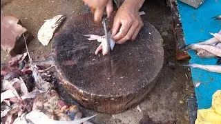 Fish Video | Bombil Fish Ya Bombay duck Fish Purchase Karachi Fishery Market