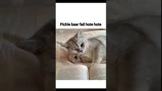 Cats meow🥰😂 #youtubeshorts #shorts #cat #cute #alishajaani