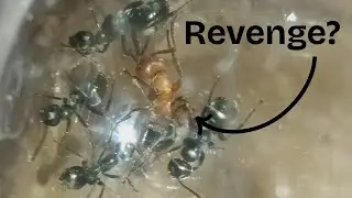 Will Ants Revolt Against Their Captors? (Part One)
