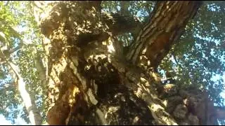 Divine Tree Connection