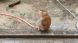 Monkey Baby Nui   Nui super stirring with cute Po flipped