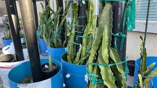 The Saved Dragon Fruit Cuttings from Winter Rotting!