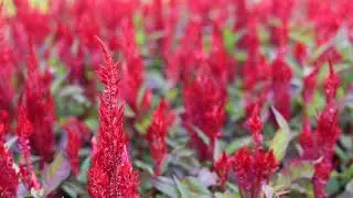 Red Celosia Blooming