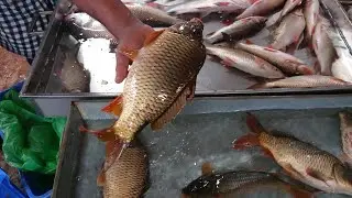 Fresh Karfu fish Baipail fish market