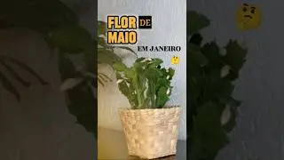 Flor de Maio em Janeiro: Por Que Esse Fen&ocirc;meno Fora de &Eacute;poca Acontece?