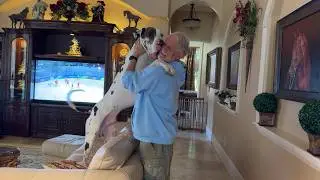 Funny Affectionate Harlequin Great Dane Loves To Give Hugs & Kisses & Slobbers