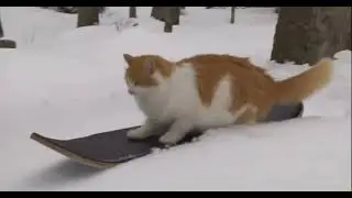 This is a ginger cat that knows how to snowboard, Take your cat out for a walk and have some fun!😍