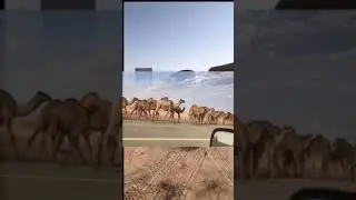 منقية بدر عبدالله الضباطي