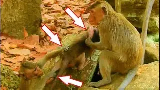BABY MONKEY VIKKI VERY SMALL CANNOT MOVE DEEP HURT BY 2 ADULT MONKEY MISTREATED MANY TIME