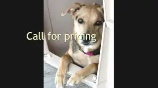 Pet Shipping To Baghdad
