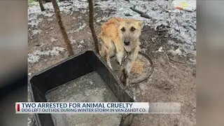 Dog emaciated after being left outside during winter storm in Van Zandt County, 2 arrested