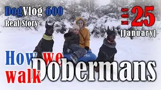 Is Doberman Right for Your Family? We Put these Dogs to the Test #dogvlogs #dobermandog #familydog 
