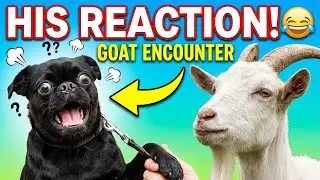 This Dog's Reaction to a Goat Will Make You Laugh Out Loud