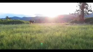 Premium Beef and Lamb from Waterloo Ranch
