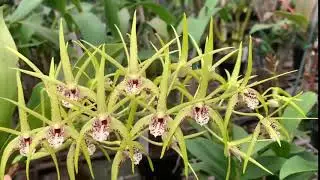 Orchids Dendrobium Hilda Poxon 'John's Special'Flowering in May 2020 By Kings Nursery