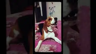 Angry Beagle - Angry Lio