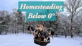 Frozen Farming: Keeping Pigs Happy and Healthy in Cold Weather