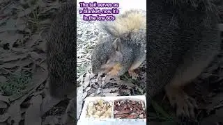 Tiny Winter Weight Gain On Half Blind Squirrel Mom 112325