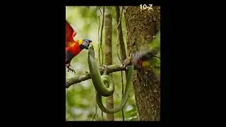 Fierce Mid-Air Battle to Protect Their Babies! 🦜🐍
