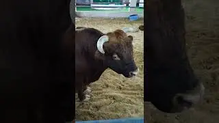 Llamas And Miniature Bull #llamas #miniaturebull #bull #llama&bull #bullminiature #whitellama