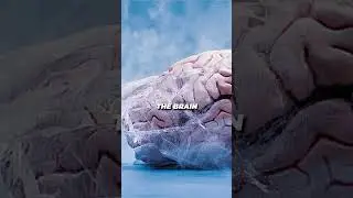 What is Brain Cryopreservation? 🧠❄️