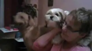 Gem&uuml;tlicher Spieleabend mit unseren Hunden