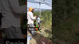 spain agriculture work |#work