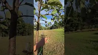 Training fruit trees 