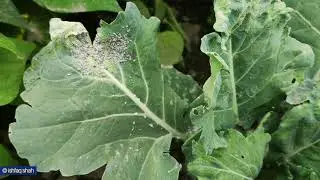 #Cabbage_aphid: Brevicoryne brassicae (Aphididae: Hemiptera)