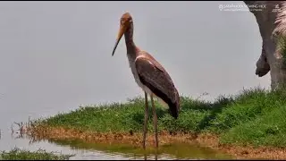 Safarihoek, Wildlife Cam, Namibia 2026/01/16