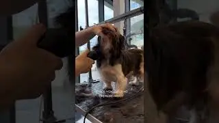 Очаровательный пёсик ищет дом