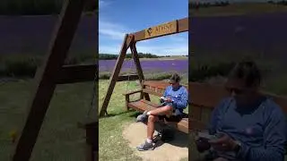 The most beautiful Lavender Farm in New Zealand 💜 #shorts #newzealand #lavenderfields