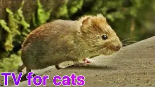 Mouse Videos for Cats to Watch.Cat TV