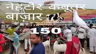 नेहटौर कबूतर बाज़ार150#pigeon #lover #bird #1lakh #like #50000 #video 🕊🎥