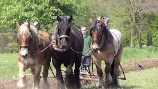 Impressive spectacle: 30 draft horses plow a field near the water tower in Grobbendonk