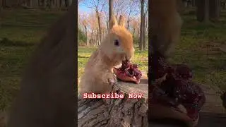 #rabbits #rabbitlife #rabbitsofinstagram #animals #bunny #bunniesofinstagram #instabunny #rabbit