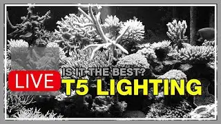 T5 Lighting Is Ideal for Reef Tank Biology & Replicating the Sky... But It Is Not the Future.