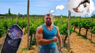 VLOG SPLECIAL🔜Astăzi vom face Vin din soiul MERLOT🍇🍷ACASĂ LA BUNICA👵🏻