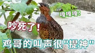 鸡哥的叫声也太 “提神” 了！吵得人脑壳嗡嗡的，想清净会儿都难，这嗓门是开了扩音器吧！【天下一场梦】