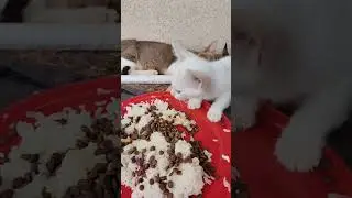 When the weather gets cold, stray cats can only snuggle up to each other for warmth