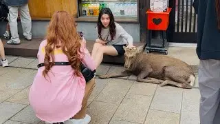 【奈良公園の鹿】「奈良の鹿って本当に動物なの？」人と共存する動物たちを見に、外国人の女の子が奈良公園に来ました。鹿と一緒に座り、写真撮影に応じてくれました。#deerpark #narapark 