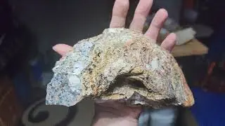 Oregon Dalmatian Jasper
